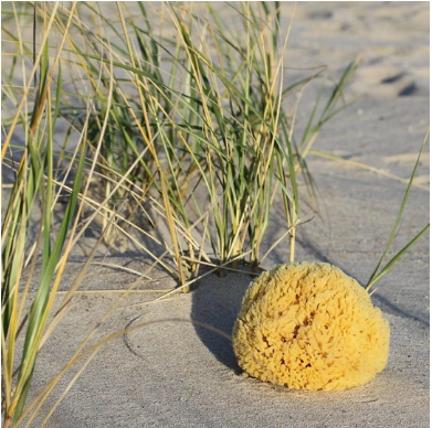 Why Natural Sponges From the Ocean Are so Expensive