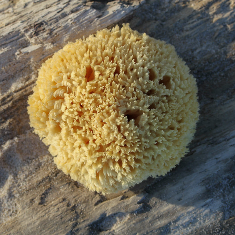 Easy Sea Sponge Background For Beginners 