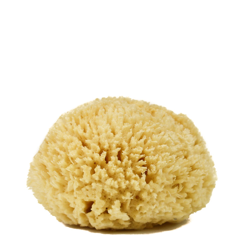 Sea Wool Sponge 6-7 (X-Large) by Bath & Shower Express Natural Renewable Resource!