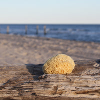 Wool Sea Sponge