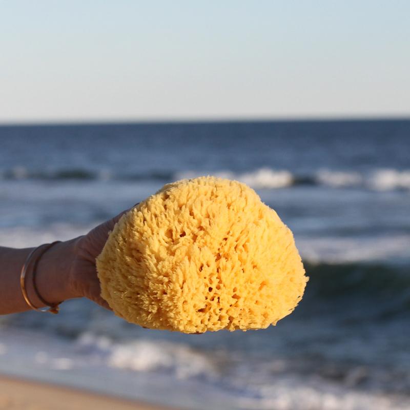 6-7 Yellow Sea Sponge