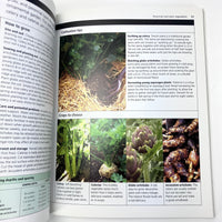 Vegetable Gardening Simple Steps To Success