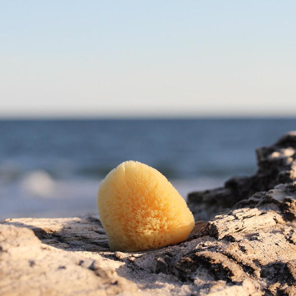 Silk Sea Sponges