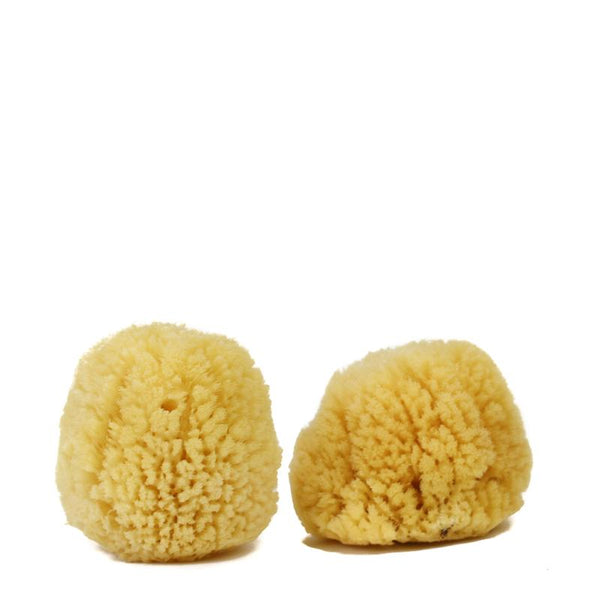 Silk Sea Sponges