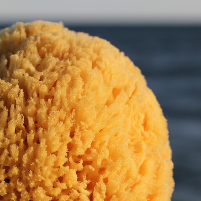 Yellow Sea Sponge – BROOK FARM GENERAL STORE