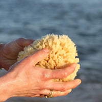 Wool Bath Sea Sponge