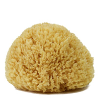 Yellow Sea Sponge